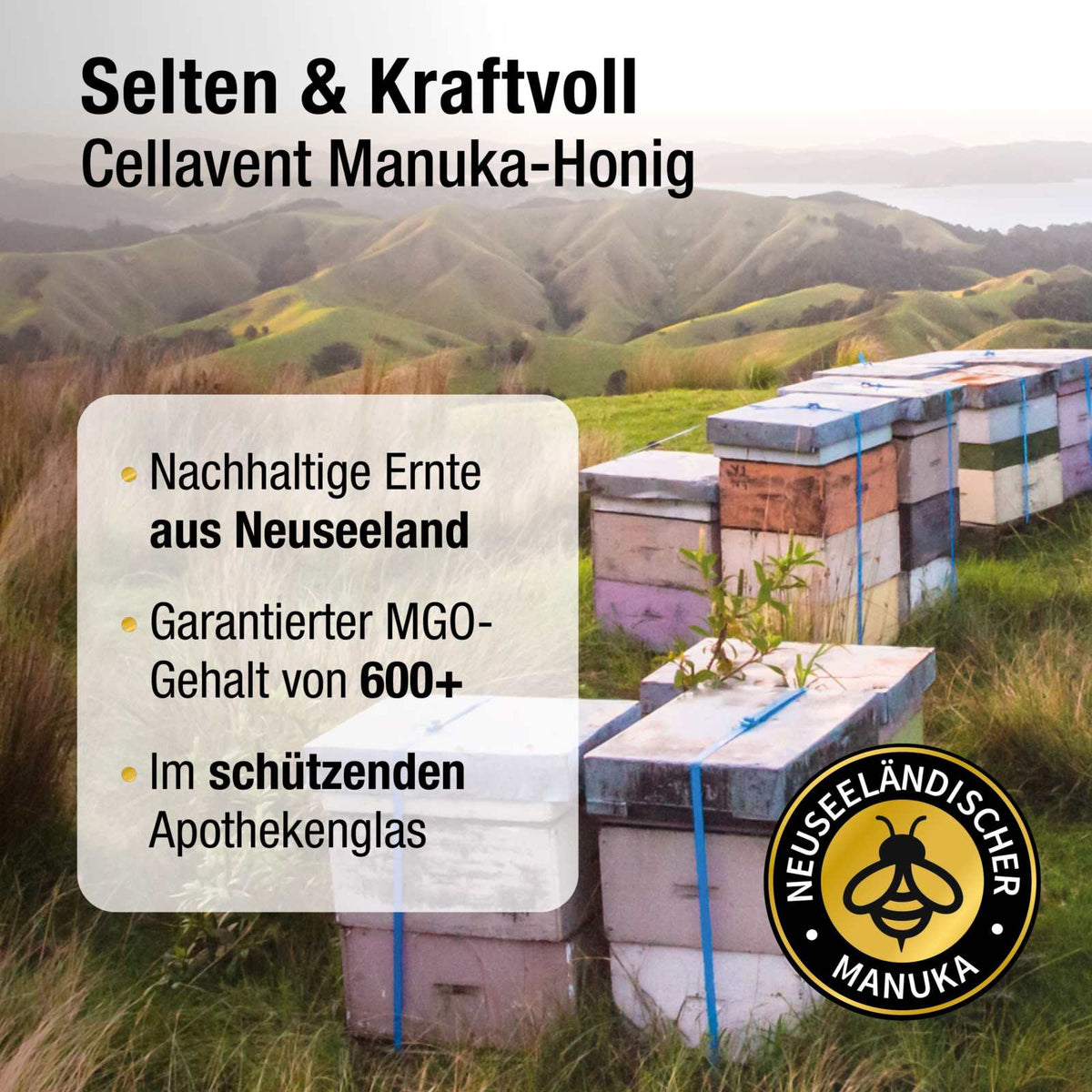 Manuka Honig 600+ MGO - Cellavent Healthcare