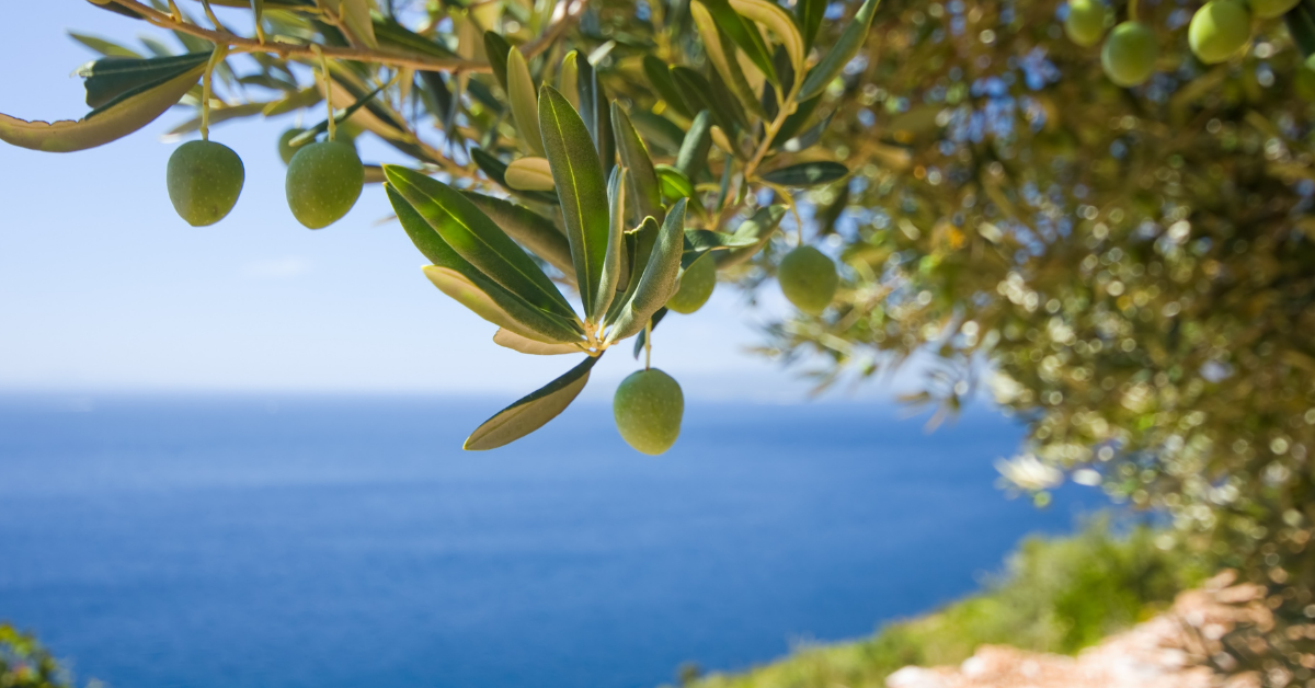 Grüne Olive am Olivenbaum, im Hintergrund Meer