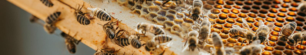 kindgesund - Honige - Cellavent Healthcare